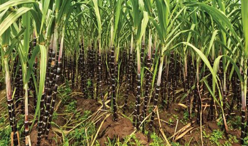 दार्चुलाका तीन स्थानीय तहमा उखु प्रवर्धन गरिने