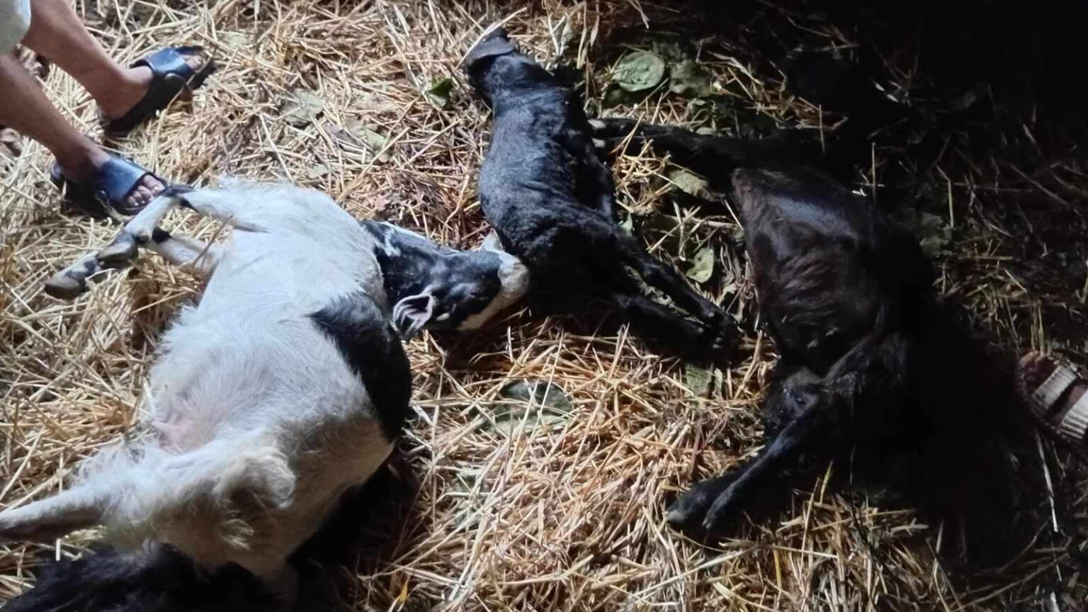 अछाममा चट्याङ लागेर एक महिला घाइते, ३ बाख्रा मरे