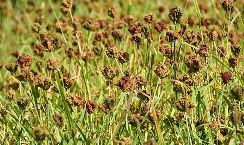दार्चुलामा कोदो उत्पादन झन्डै दोब्बरले बढ्यो