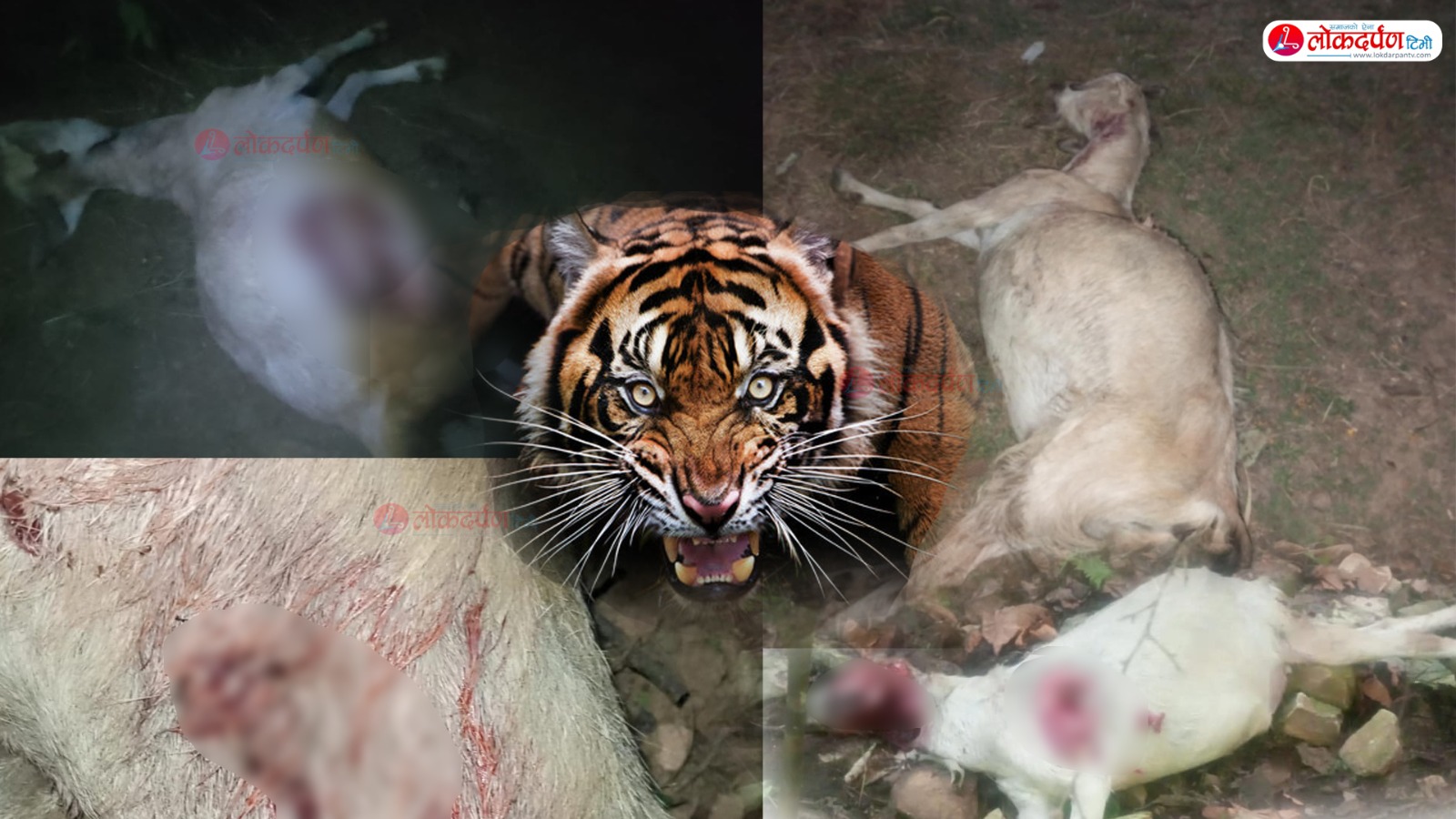 दार्चुलाको लेकममा बाघले चराउन लगिएका ४ बाख्रा मार्यो, स्थानीय त्रसित