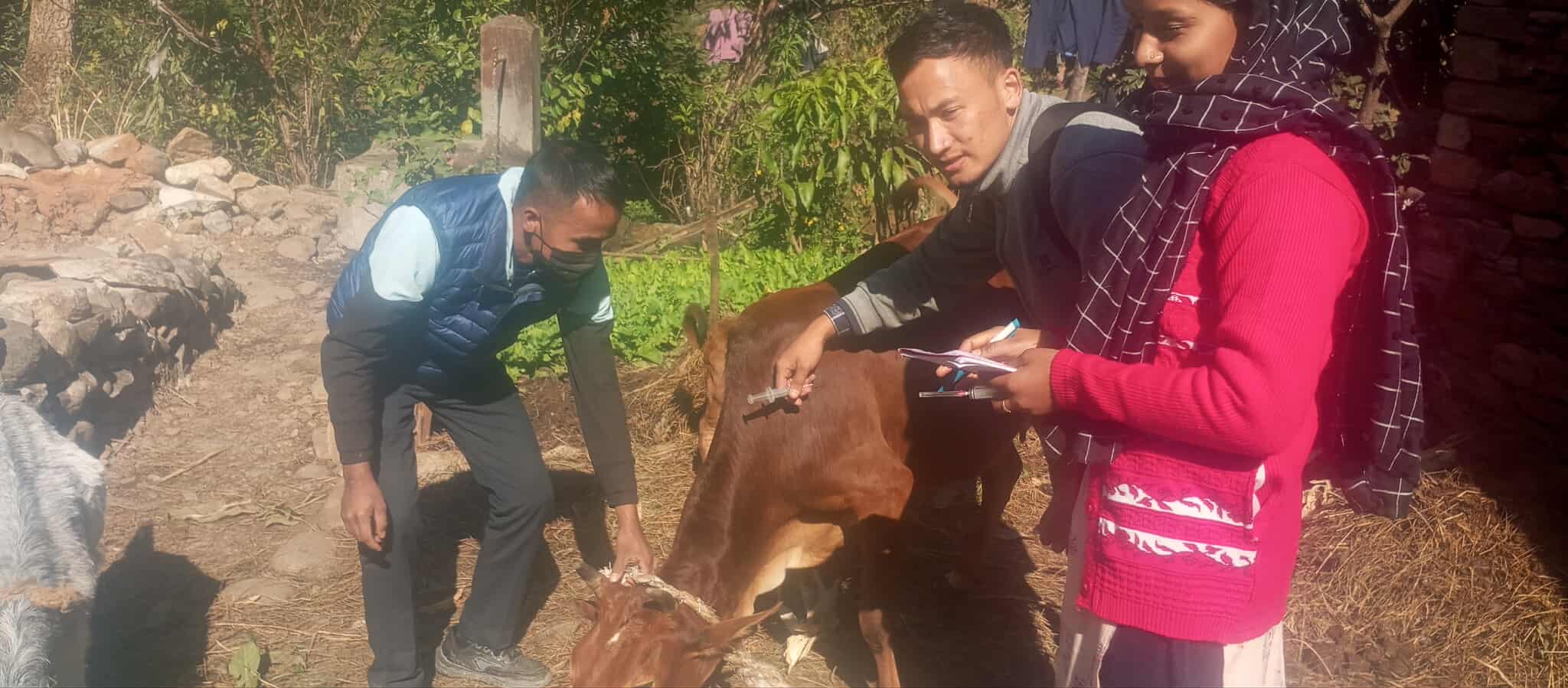 दार्चुलामा घरपालुवा पशुहरुलाई माहामारीजन्य रोगबाट जोगाउन खोप अभियान सुरु