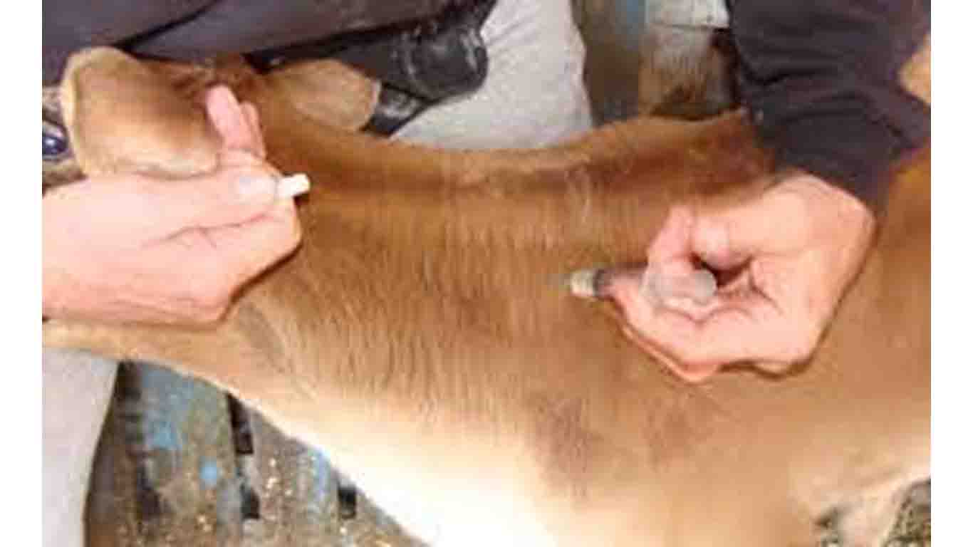 दार्चुलामा घरपालुवा जनावरका लागि खोप अभियान सञ्चालन गरिँदै