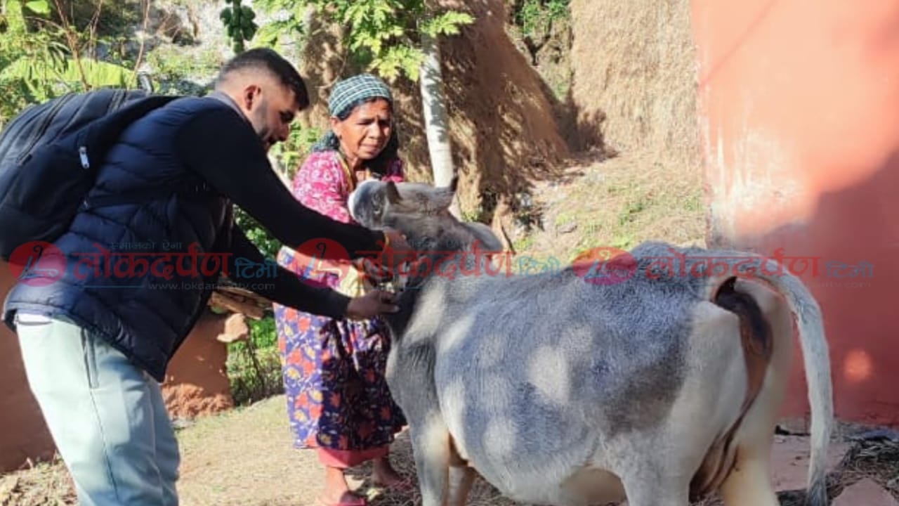 दार्चुलामा १ लाख बढी घरपालुवा पशुचौपायालाई माहामारीजन्य रोगबाट जोगाउन निःशुल्क खोप
