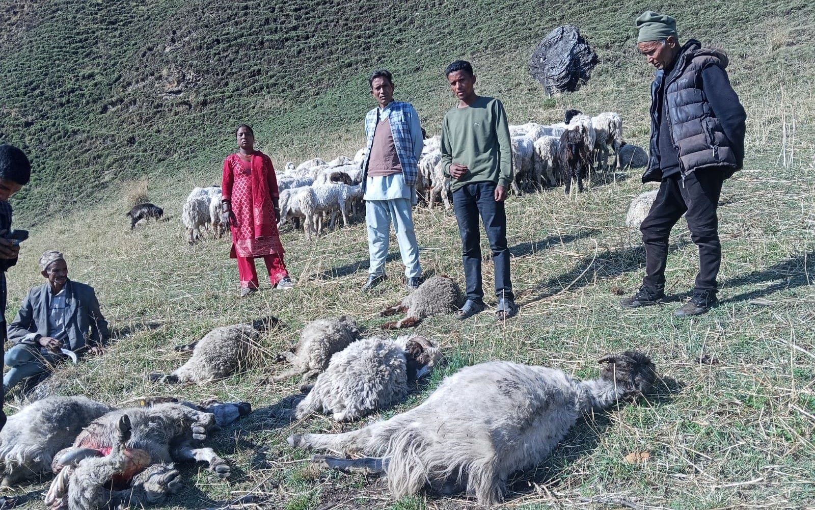 बाजुरामा बाढीपहिरोको कारण १३ भेडाबाख्रा मरेको र ३८ बेपत्ता