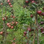 दार्चुलाकोे किसानको गुनासो,‘लटरम्म स्याउ फले, बिक्री हुँदैन’