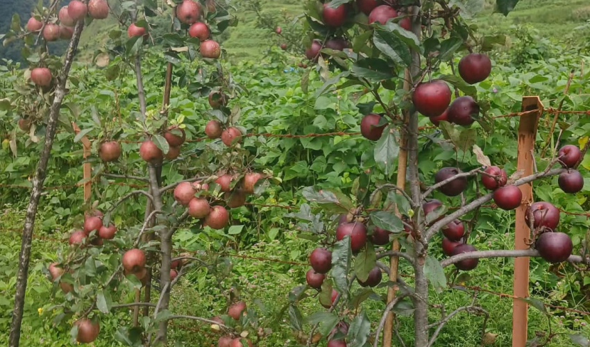 दार्चुलाकोे किसानको गुनासो,‘लटरम्म स्याउ फले, बिक्री हुँदैन’