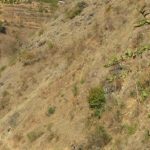 दार्चुलाका किसानलाई दशैँको चहलपहलसँगै खेतीपाती र खर काट्ने चटारो